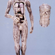 Illustration for article titled 29 Anatomical Models That Will Haunt Your Dreams Tonight